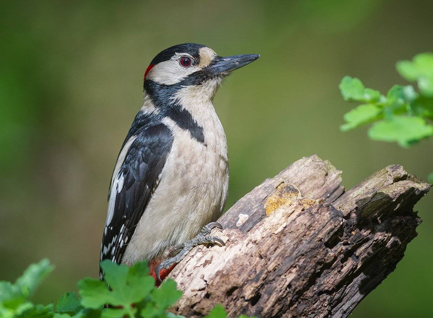 дятел, большой пестрый дятел, птицы, дикая природа, woodpecker, bird, wildlife, great spotted woodpecker, Голубев Дмитрий