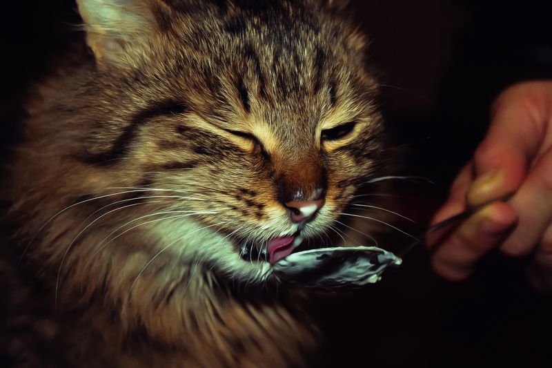 Сметана то вкуснаяphoto preview