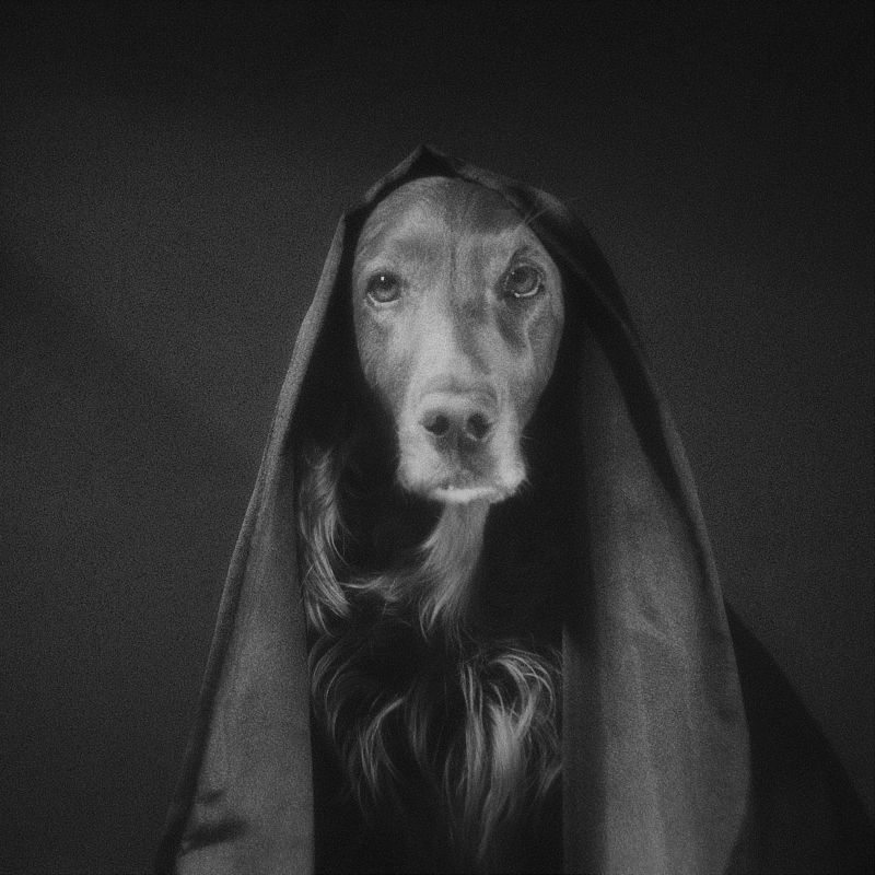 собака, сеттер, арт, взгляд, портрет,  Онаphoto preview