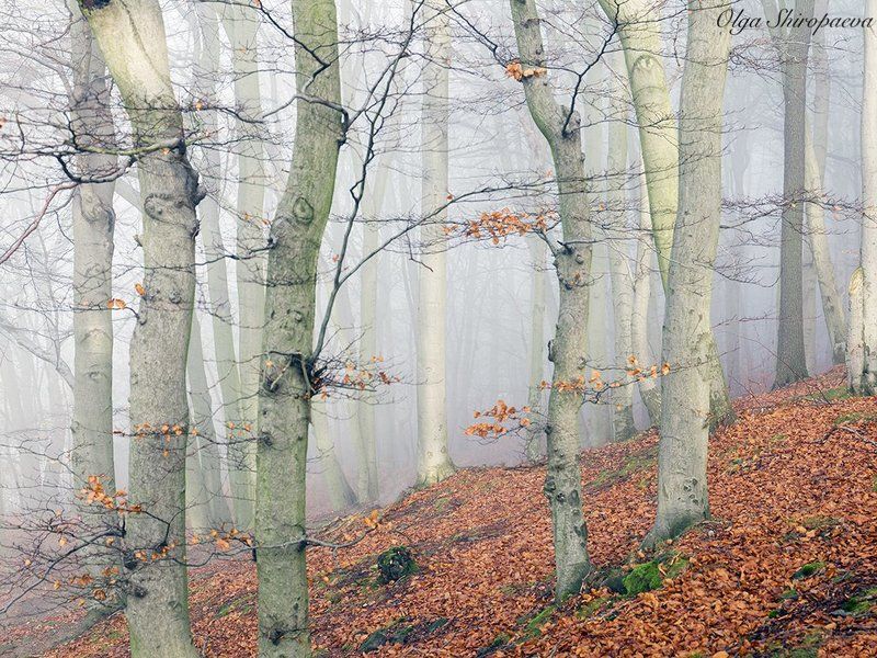 Карловарский лесphoto preview