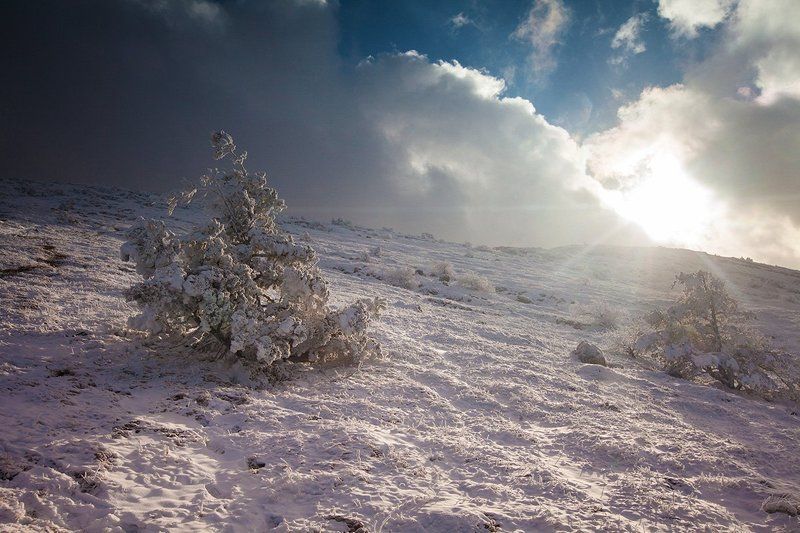 Деревцаphoto preview