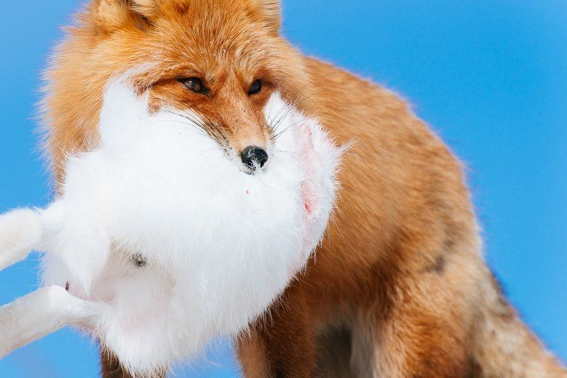 Дикий мир, Чукотка ***photo preview