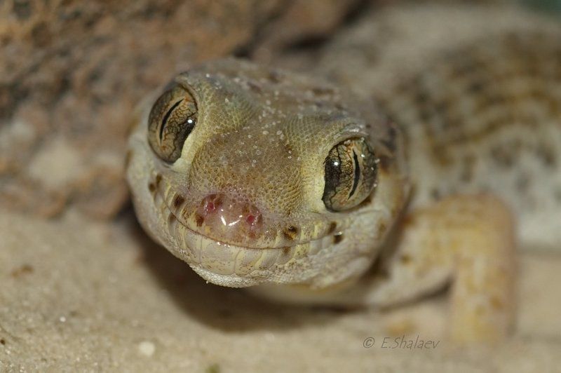 lizards, geckos,przewalski\'s wonder gecko, reptilia, teratoscincus przewalskii, геккон, рептилии, сцинковый геккон пржевальского, ящерица Улыбайтесь !!!!photo preview