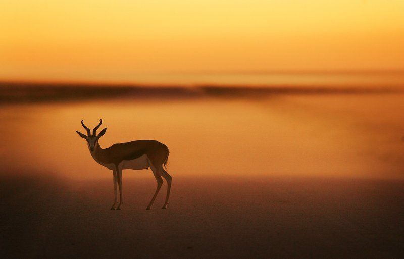 Etosha, Namibia, Nature, Sunset, Wildlife, Дикая природа, Закат, Намибия, Этоша На закате в национальном парке Этоша.photo preview