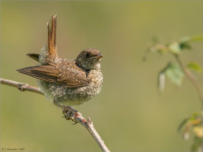 птицы Усы, лапы... Главное - ХВОСТ!photo preview
