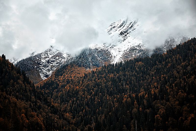 Рицаphoto preview