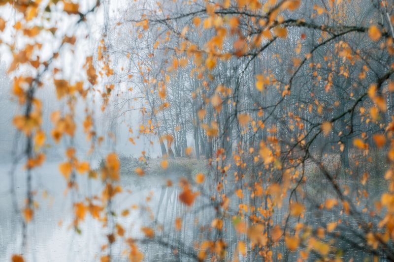 природа, золотая осень, листва, отражение, Московская область, пейзаж, золотая осень Взгляд через золото  фото превью