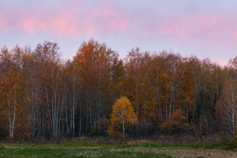 tree, forest, russia, sunrise Alonephoto preview