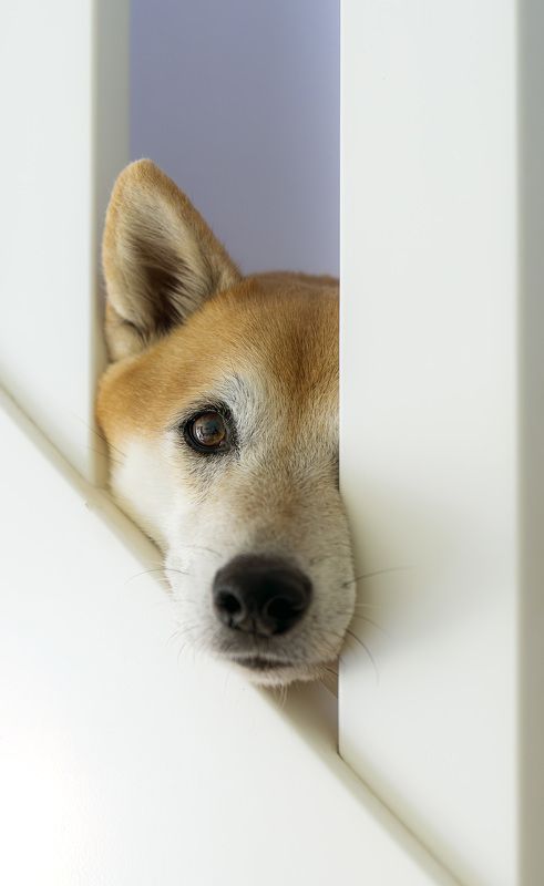 собака  А Я всё  вижу photo preview