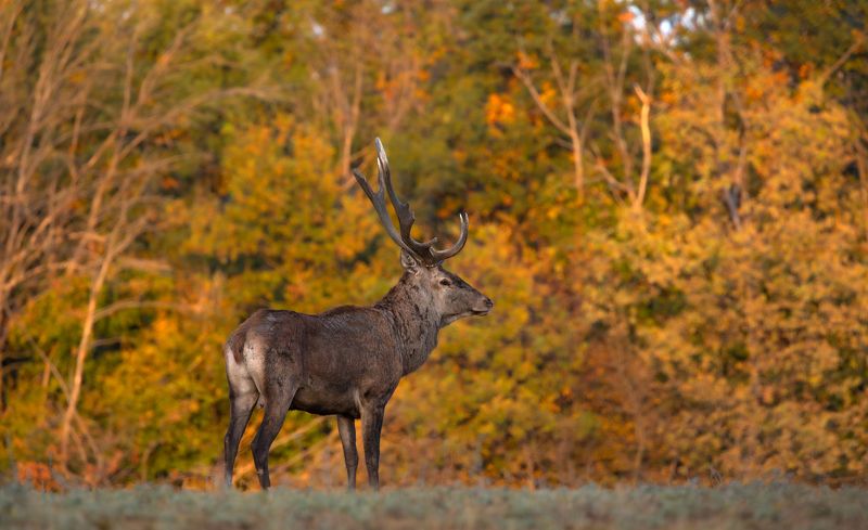В размышлениях. photo preview
