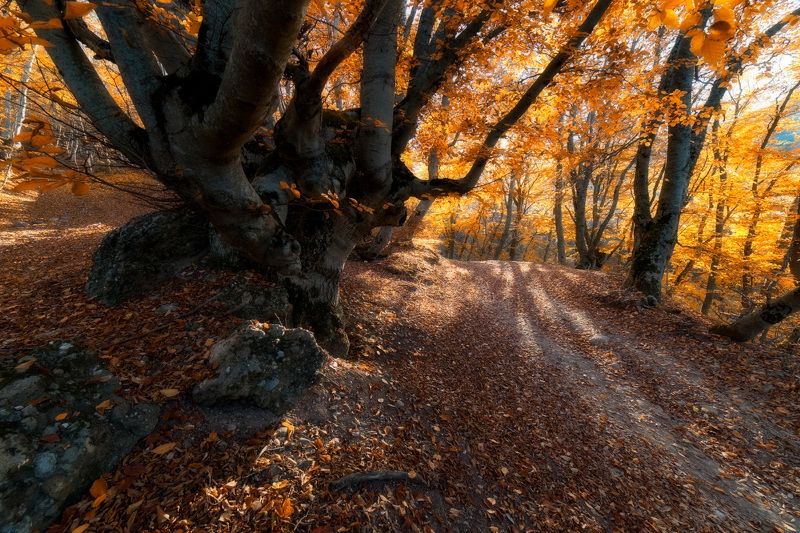 осень бук горы  листья крым Крымская осеньphoto preview