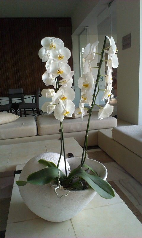 орхидея, интерьер Орхидеяphoto preview