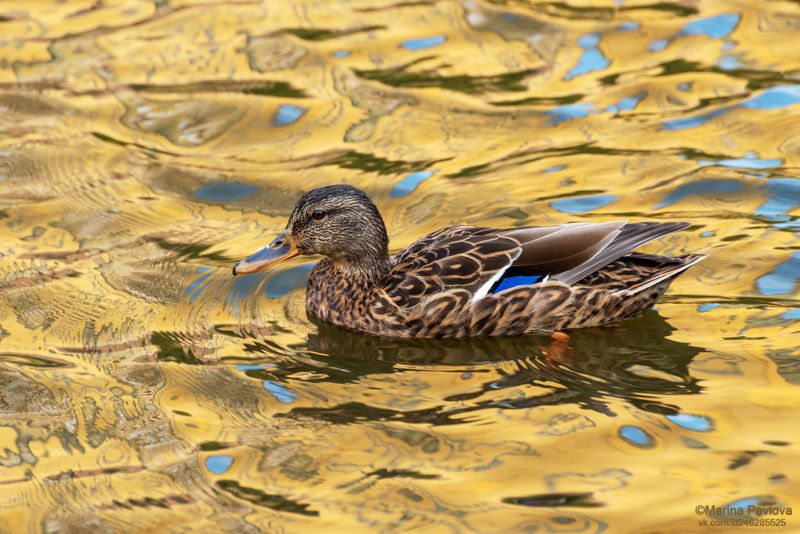животный мир, животные, птицы, птицы в городе, утка,  утка в осенних отражениях, парк александрино, санк-петербург Утка в осенних отражениях фото превью
