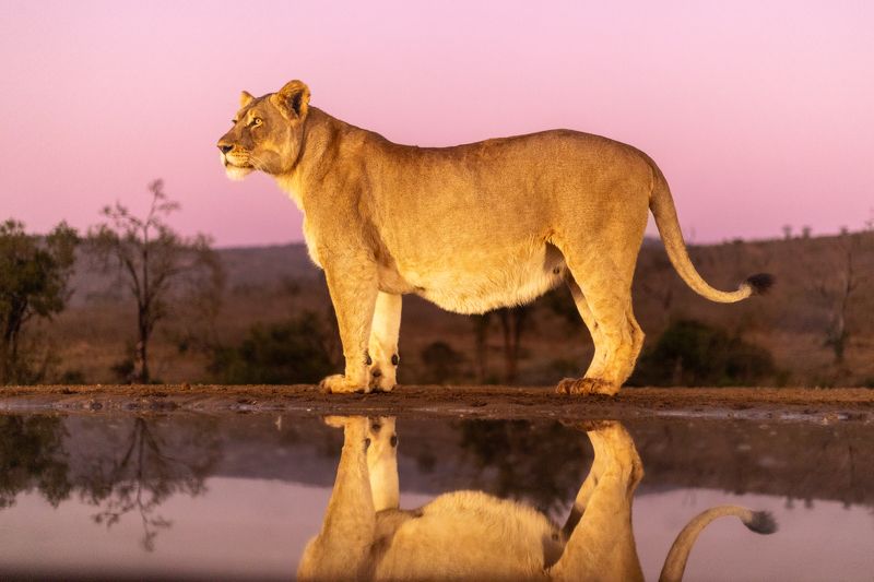 #wildlife #lioness #bigcats The lioness photo preview