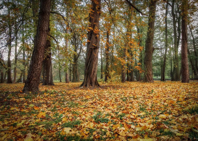 Зеленоградск. Осень в паркеphoto preview