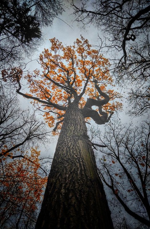 дерево, осень, листья, смартфон Последние листья осени фото превью