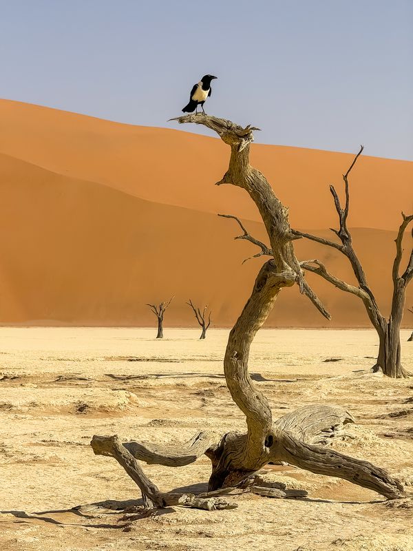 Crow in Dead Valleyphoto preview