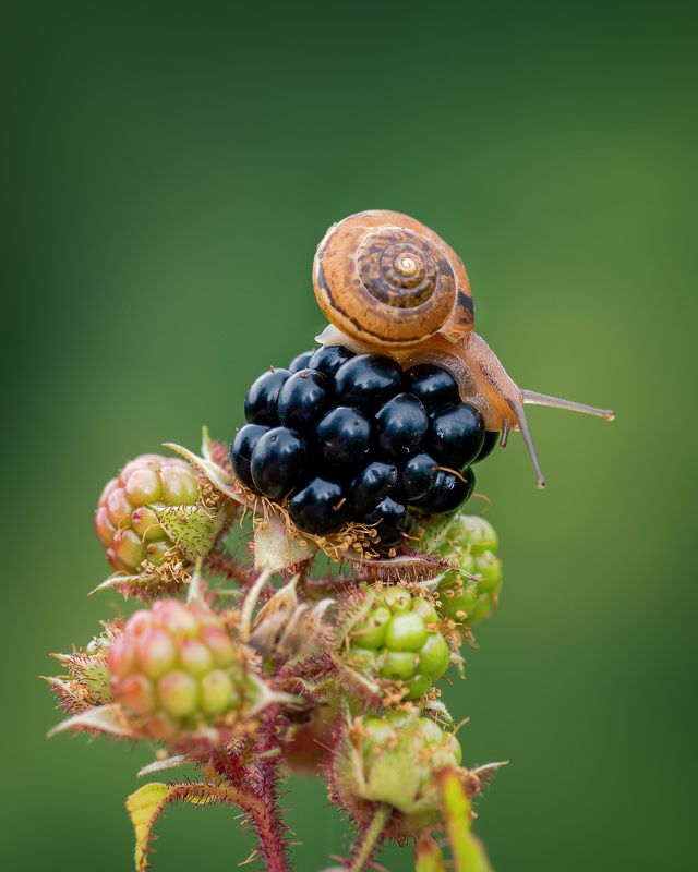 Моя ягодкаphoto preview