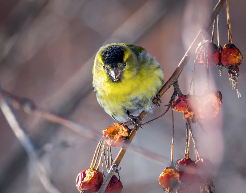 птица, чиж, Чижики (серия 4 ФОТО)photo preview