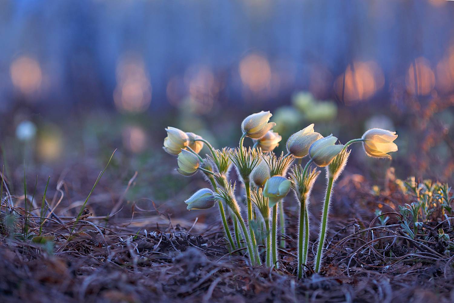 Многодетная семейка. Автор: Sokolova Tatiana макро, подснежник, прострел, весна, боке, сон-трава, цветы, закат, вечер, macro, flower, bokeh, nature, spring, sunset, Sokolova Tatiana