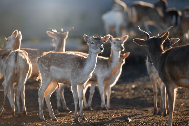 Пятнистый оленьphoto preview