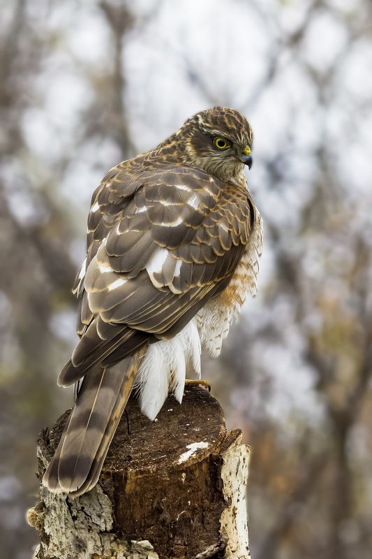 природа Ястреб-перепелятникphoto preview