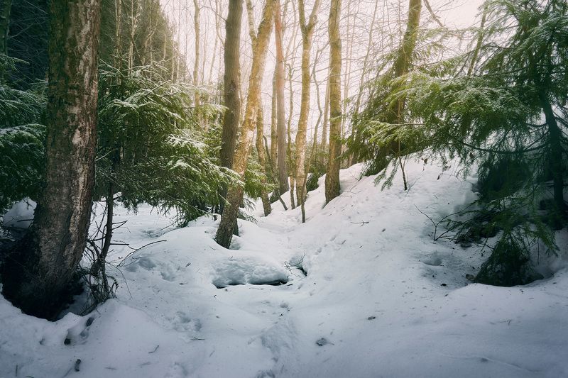 лес, снег, деревья В снежном лесу фото превью