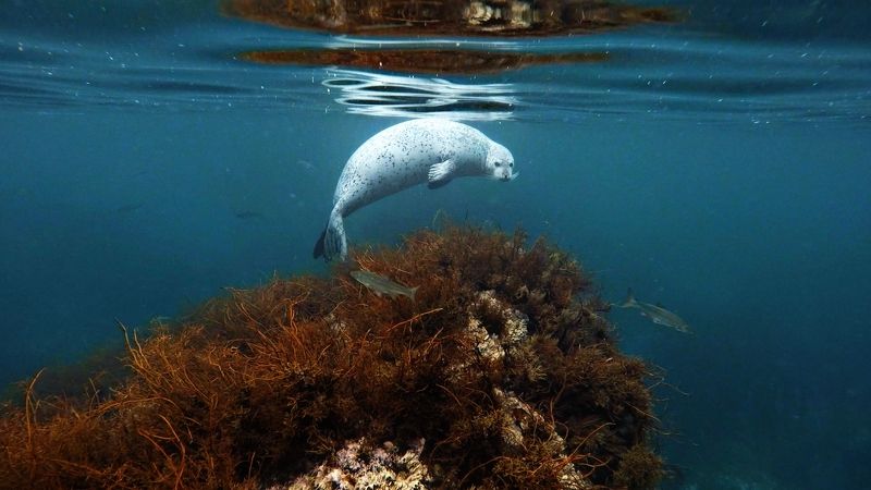 Любопытствоphoto preview