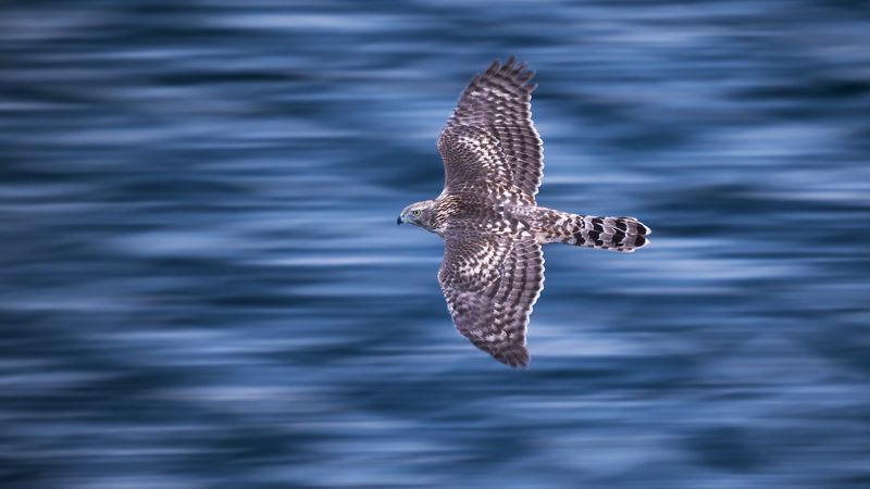 Тетеревятник.photo preview