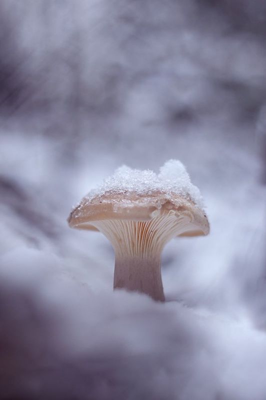 макро, грибы, первый снег, лес, природа, november, mushroom, snow, forest, nature Ноябрьский подснежникphoto preview