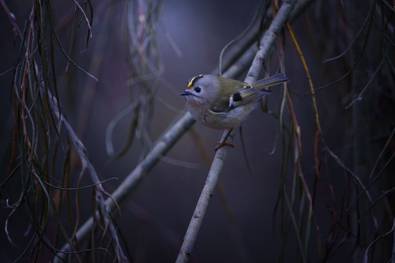 природа, лес, поля, огороды, животные, птицы, макро Мелкийphoto preview