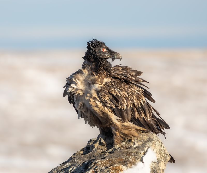 Молодой бородачphoto preview