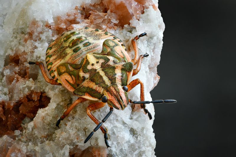 Carpocoris purpureipennis photo preview