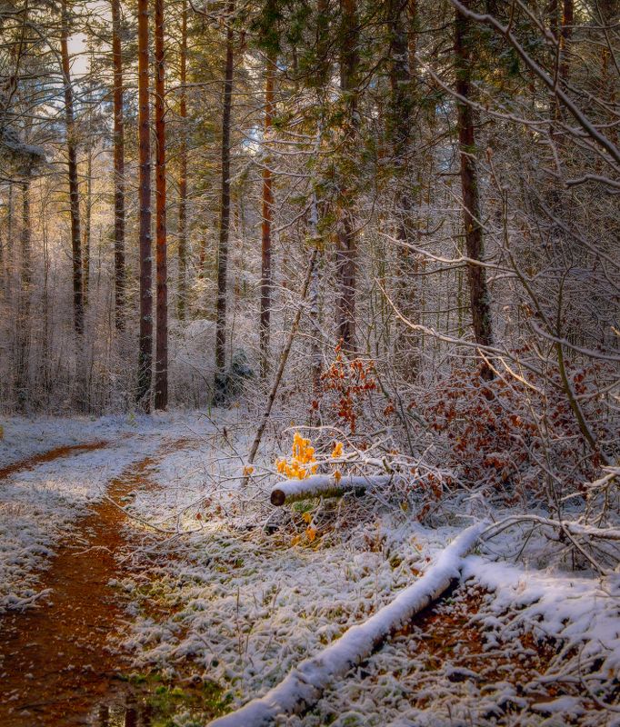 лес дорога снег вечер серково Этюд первого снегаphoto preview