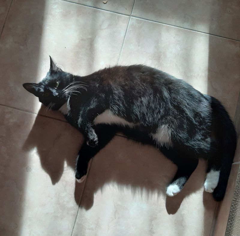 чёрная кошка История про Кошку и её Человекаphoto preview