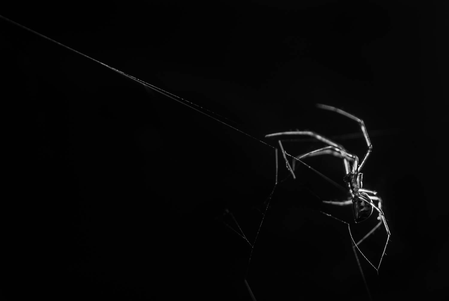 Канатоходец. Автор: Соварцева Ксения паук, чб, Соварцева Ксения