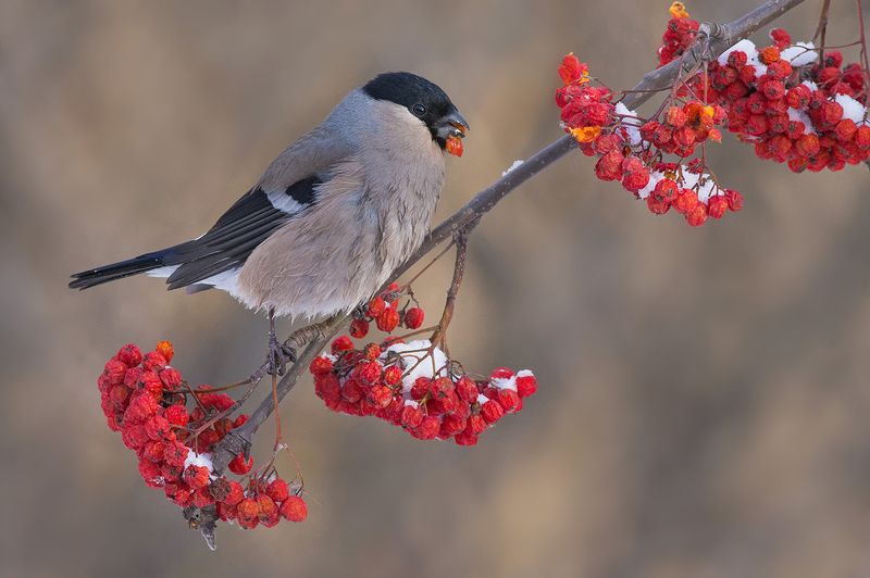 снегирь,самка,рябина,обед Обед по-зимнемуphoto preview