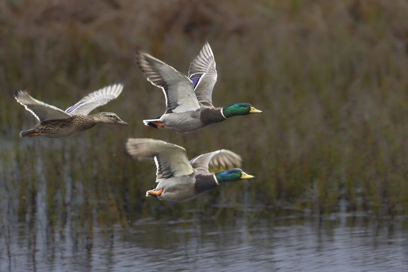 Mallards in flight.photo preview