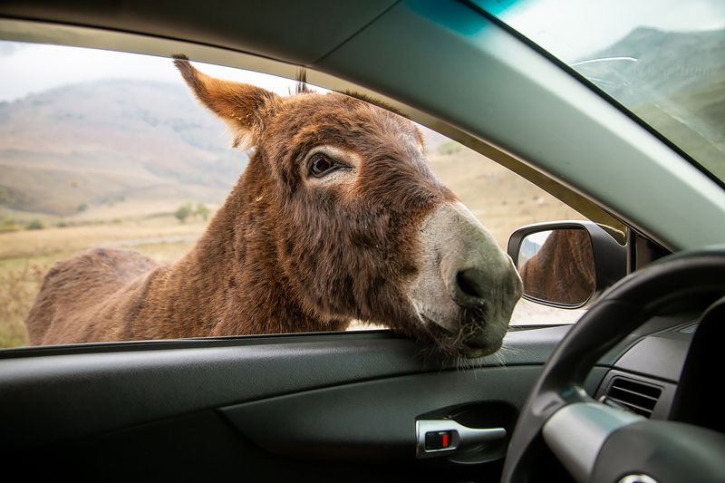 Севераня Осетия осел машина горы  Любопытныйphoto preview