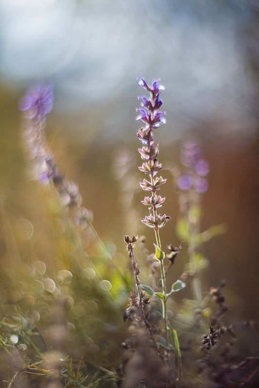 Цветы осениphoto preview