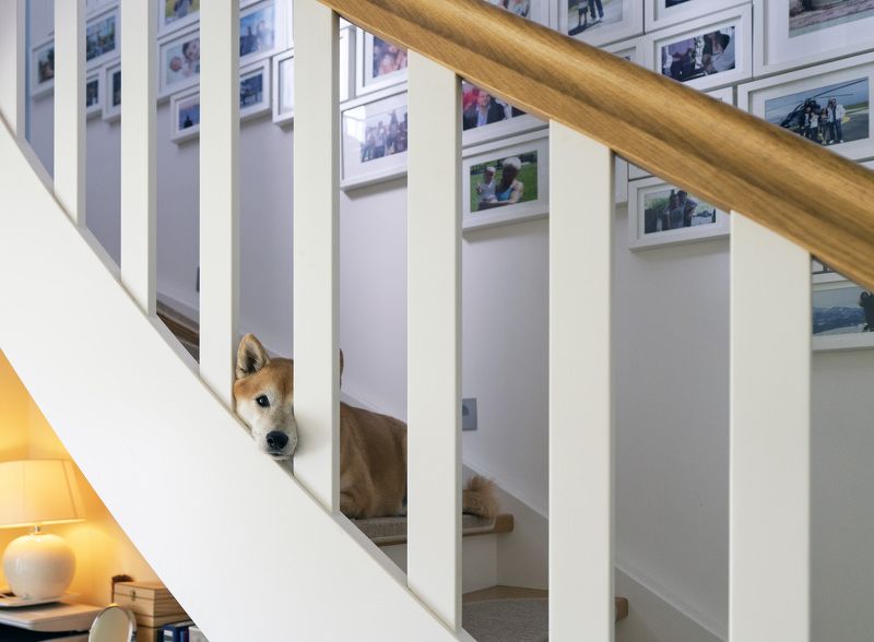 собака  Боец партизанского отряда photo preview