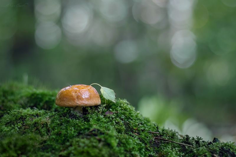 гриб, лист, макро, macro Мушкетёрphoto preview