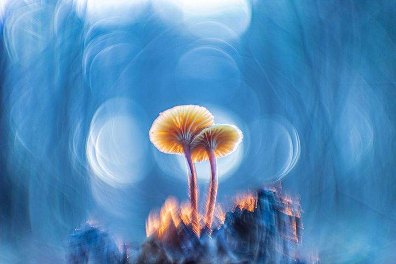 осень, лес, макро, грибы Я подарю тебе звездуphoto preview