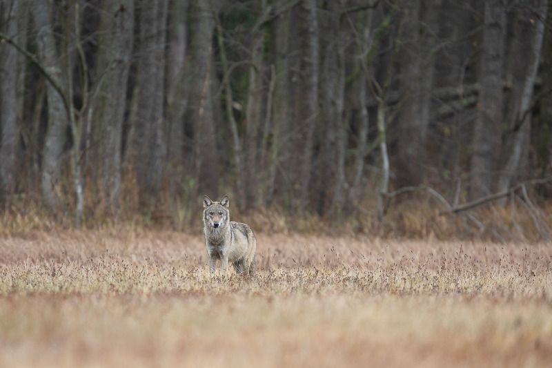 las,ssaki,polana,łąka,wilk,basior,wadera,natura,fauna,przyroda,puszcza białowieska  Wilkphoto preview