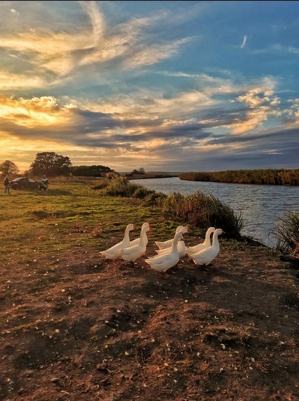 Гуси, Гуси...photo preview