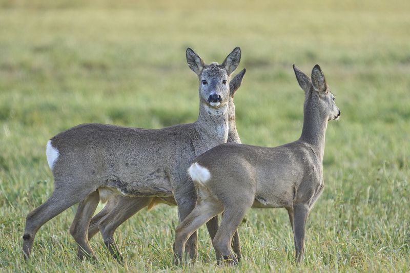 Roe Deers.photo preview