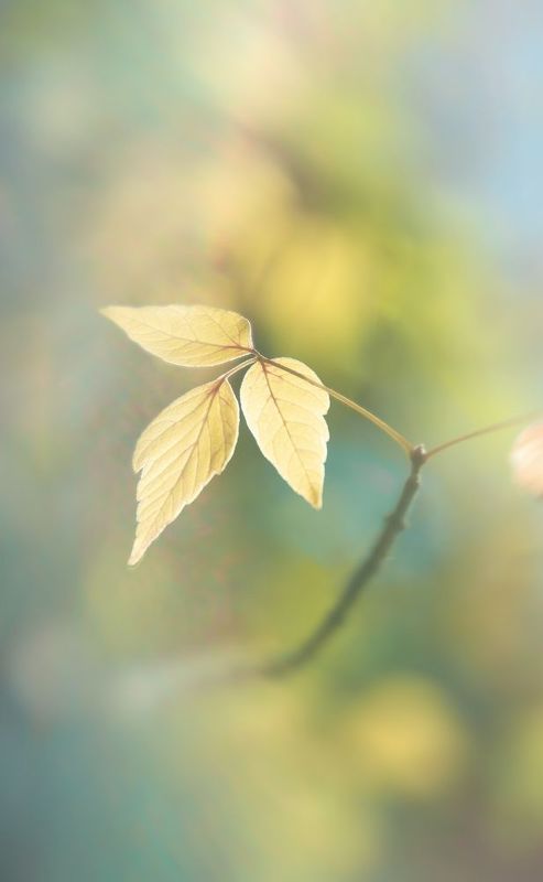 Осенний блюзphoto preview