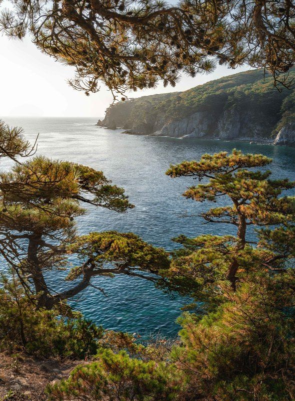 Очарование сосновых берегов…  The charms of pine shores…photo preview