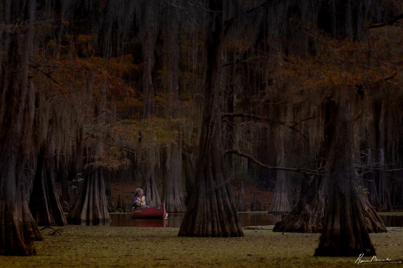 cypress, swamp, lake, boat, landscape  A Lady in the Mystic Forest фото превью