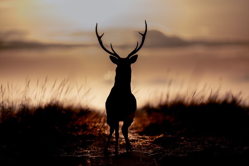 deer, winter, dawn World of Silencephoto preview